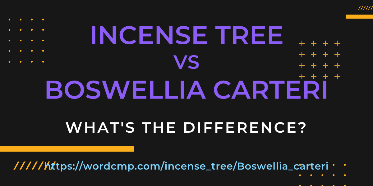 Difference between incense tree and Boswellia carteri