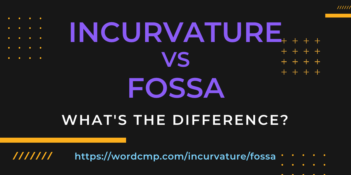 Difference between incurvature and fossa