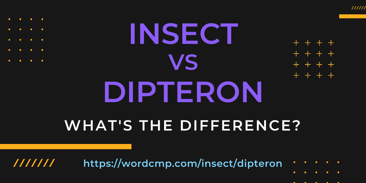 Difference between insect and dipteron