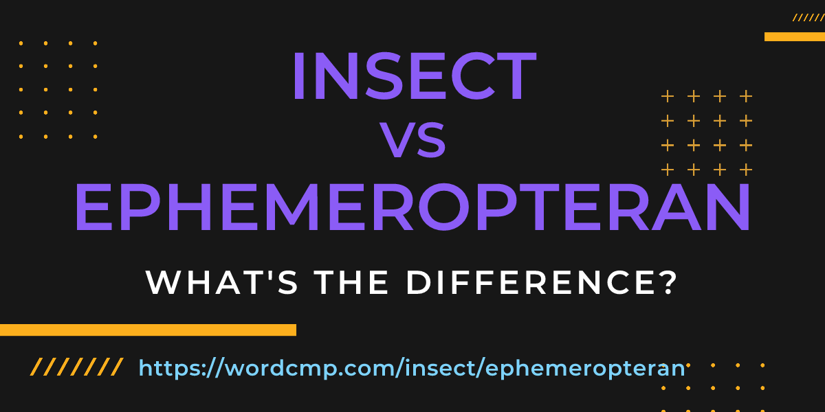 Difference between insect and ephemeropteran