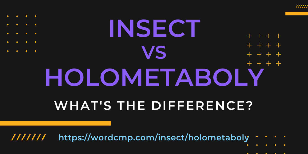 Difference between insect and holometaboly