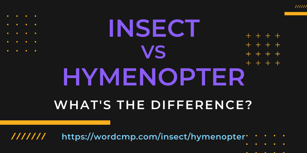 Difference between insect and hymenopter