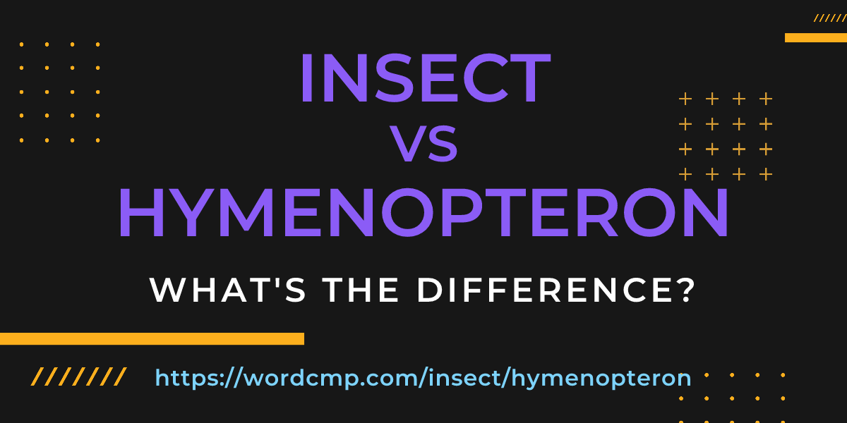 Difference between insect and hymenopteron