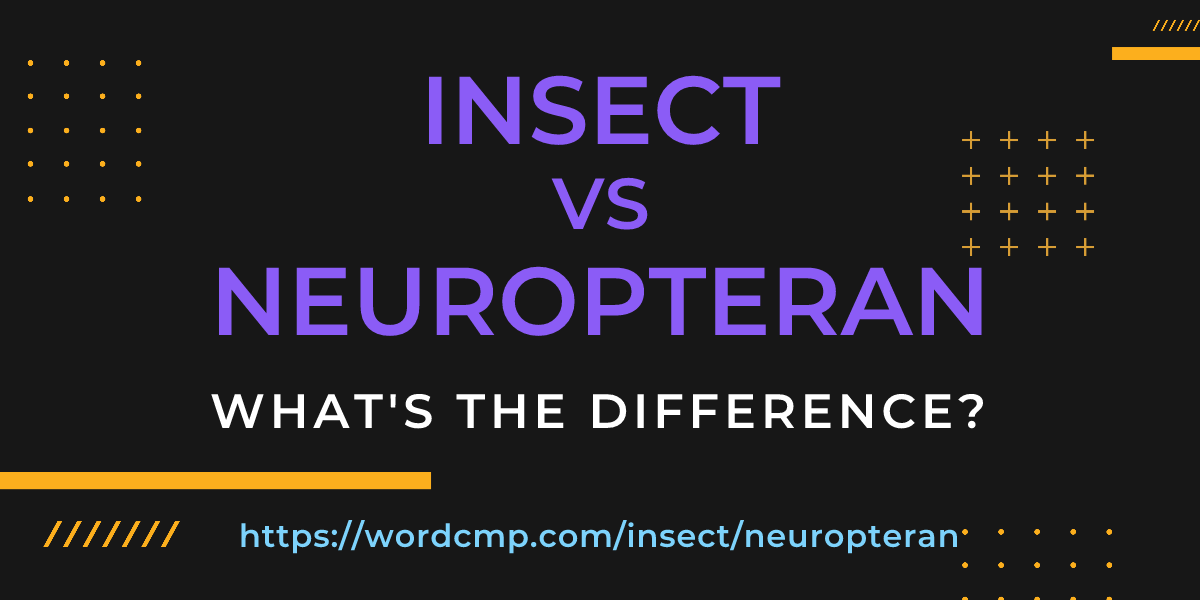 Difference between insect and neuropteran