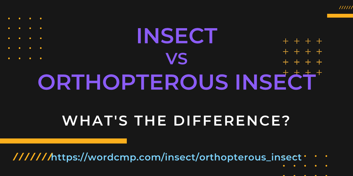 Difference between insect and orthopterous insect
