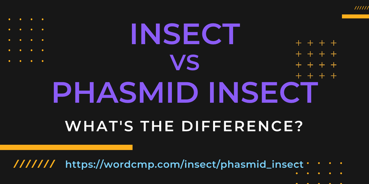 Difference between insect and phasmid insect
