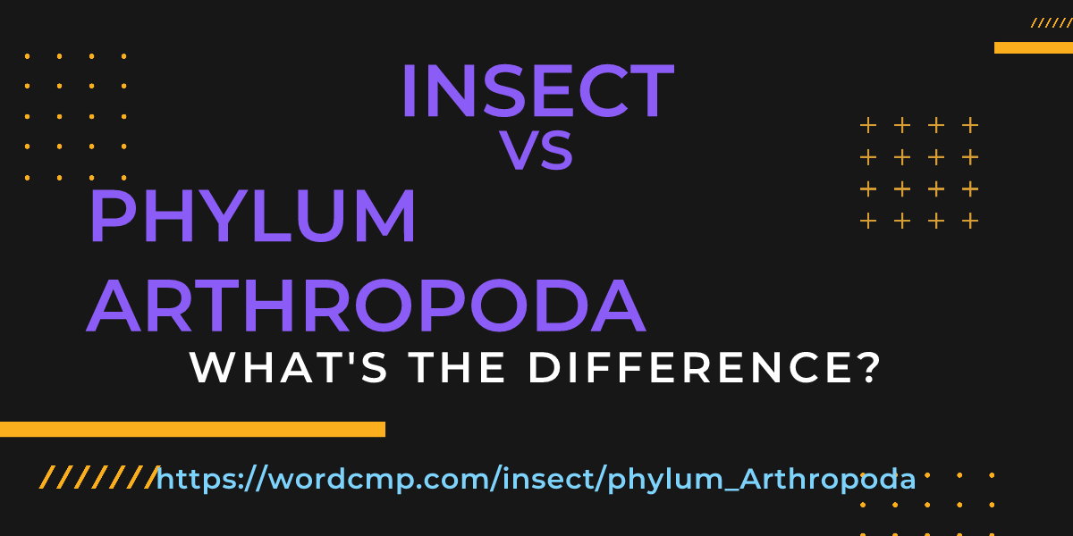Difference between insect and phylum Arthropoda