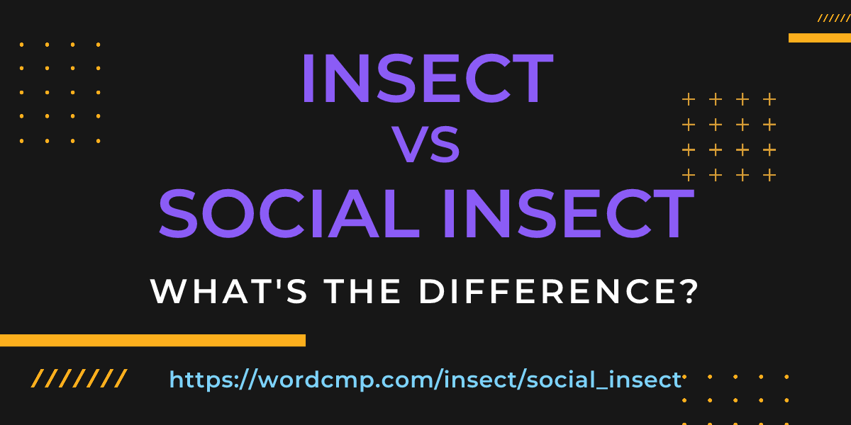 Difference between insect and social insect