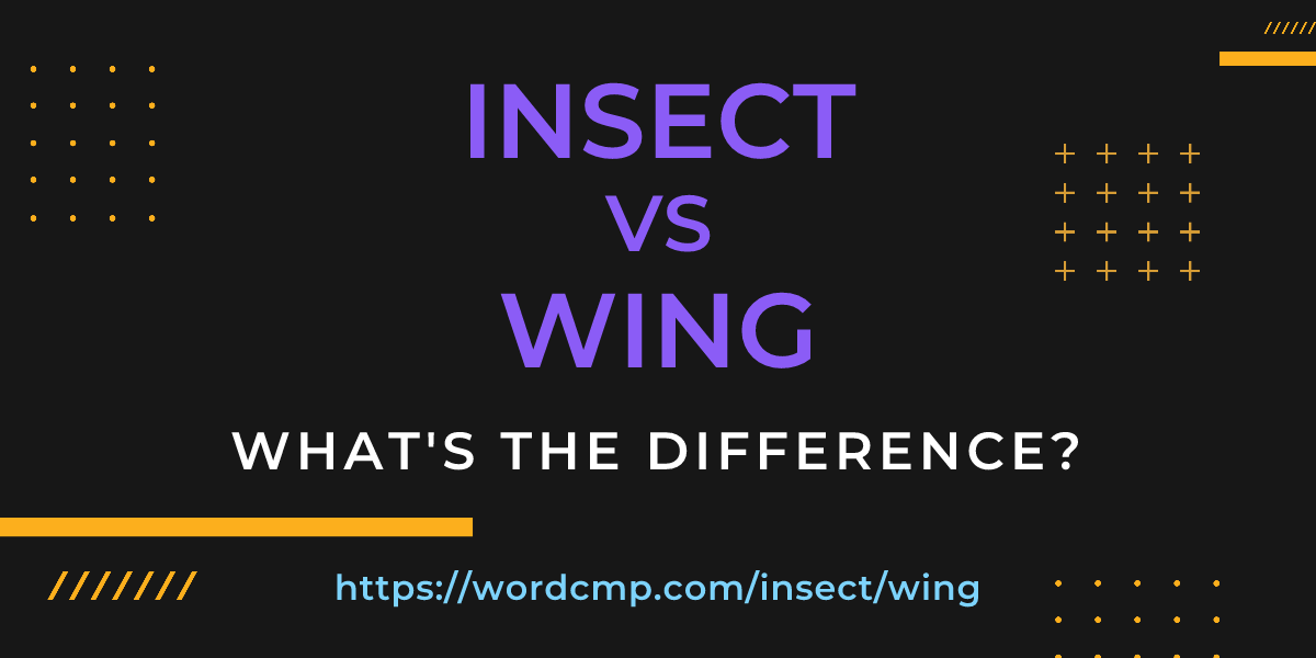 Difference between insect and wing