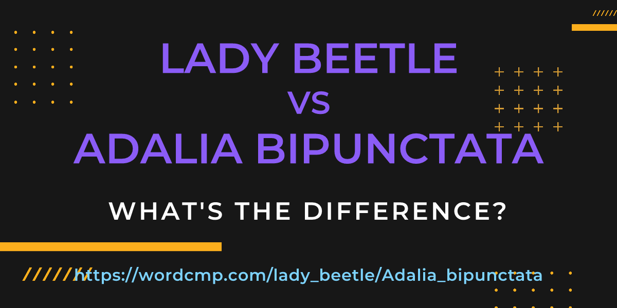 Difference between lady beetle and Adalia bipunctata