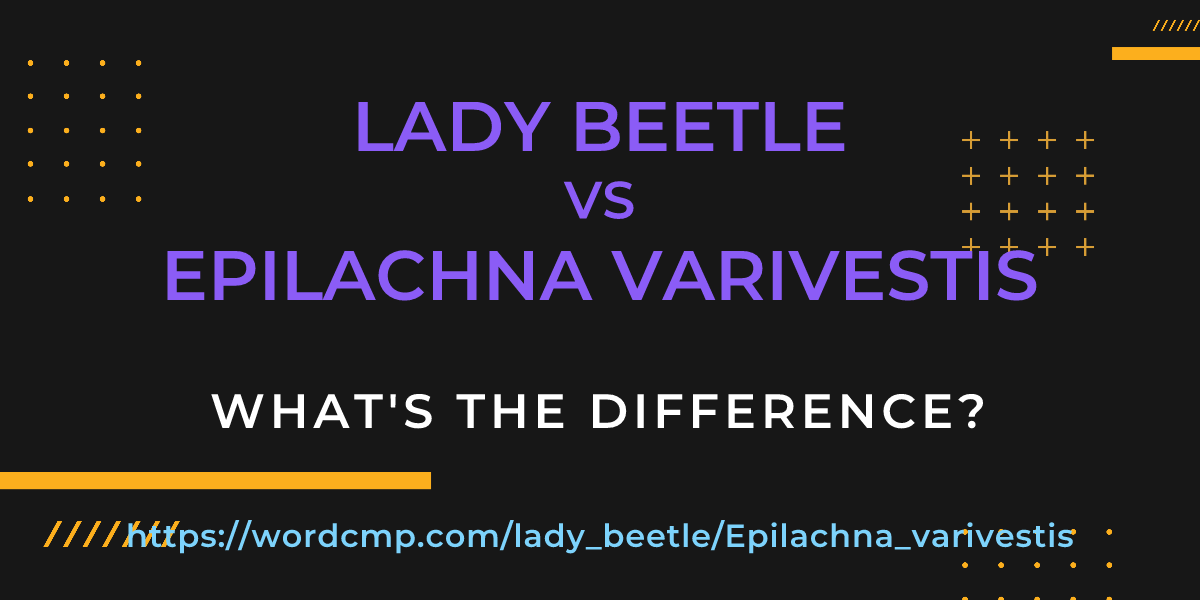 Difference between lady beetle and Epilachna varivestis