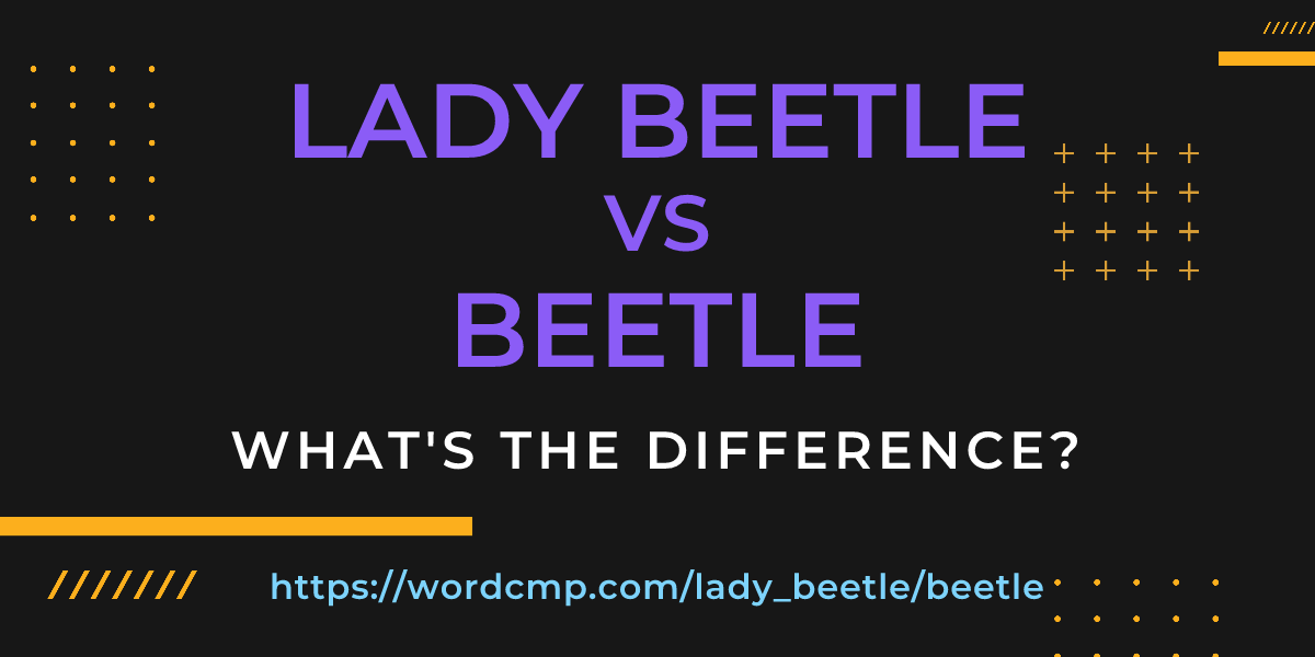 Difference between lady beetle and beetle