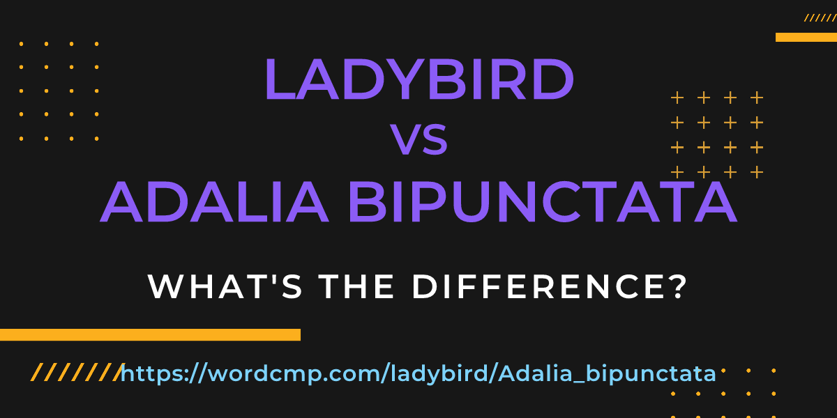 Difference between ladybird and Adalia bipunctata