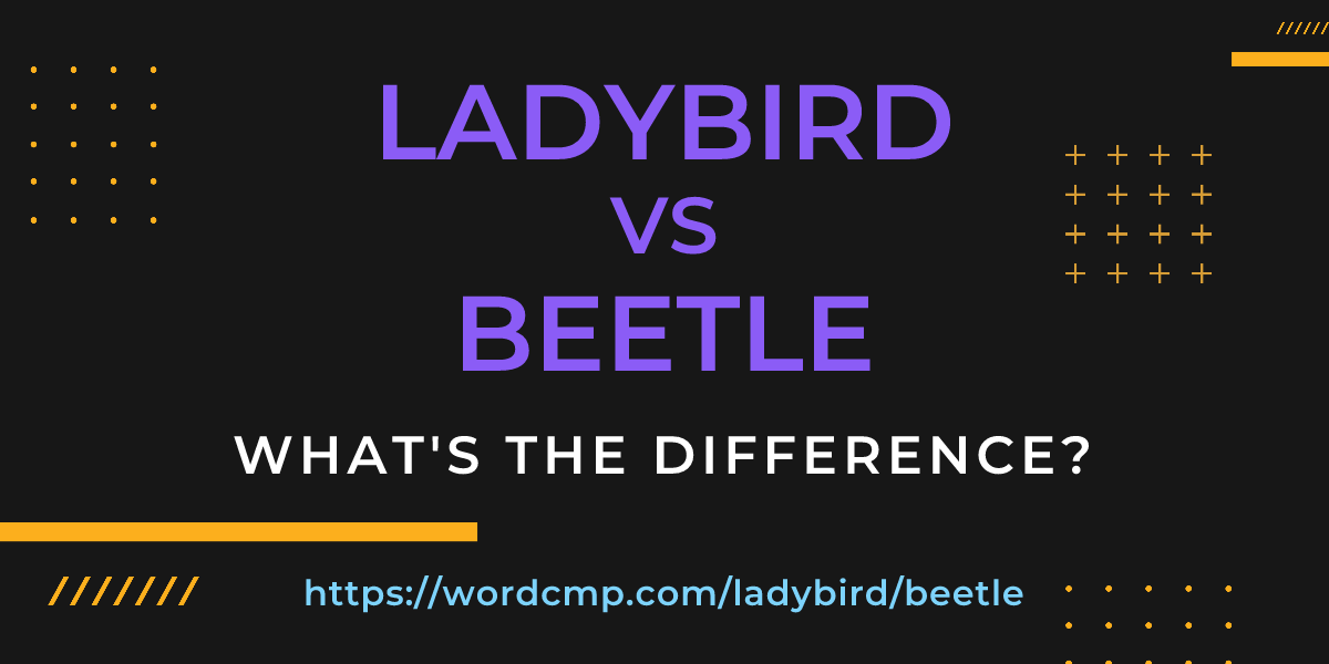 Difference between ladybird and beetle