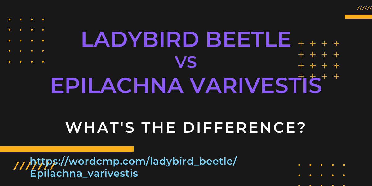 Difference between ladybird beetle and Epilachna varivestis