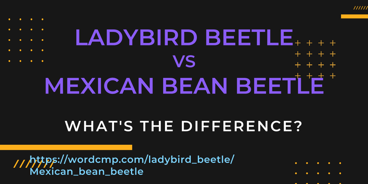 Difference between ladybird beetle and Mexican bean beetle