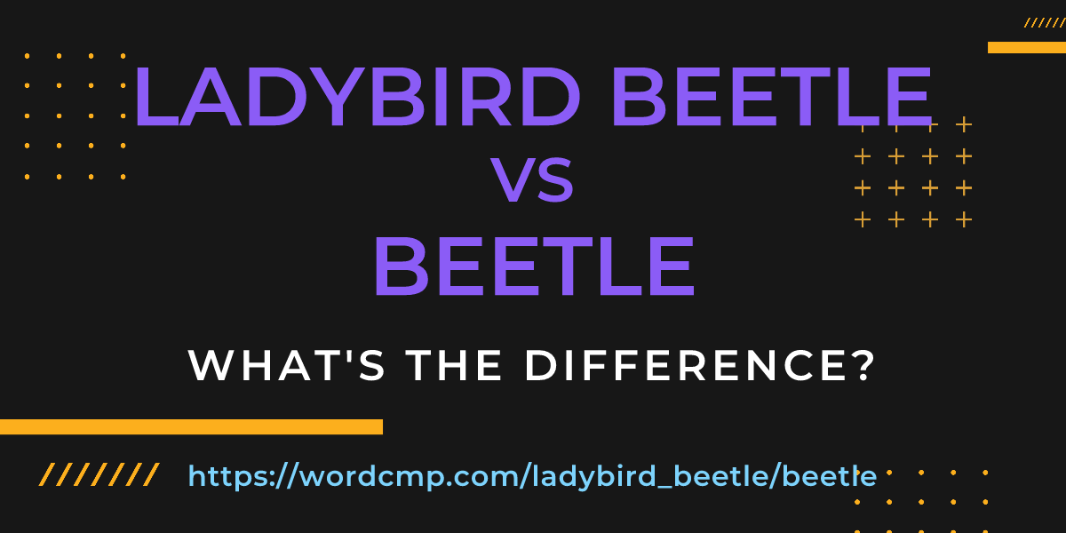 Difference between ladybird beetle and beetle