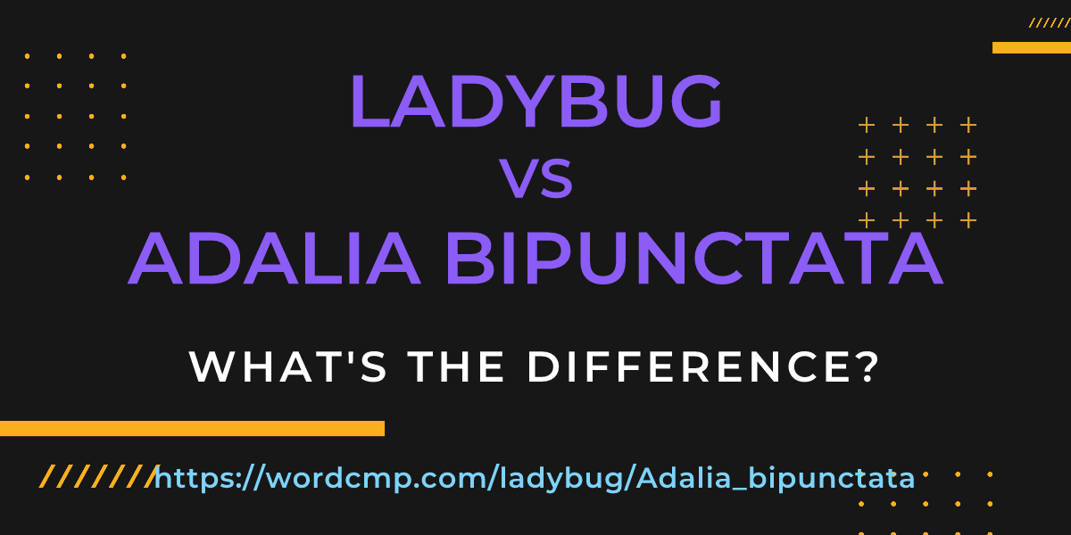 Difference between ladybug and Adalia bipunctata