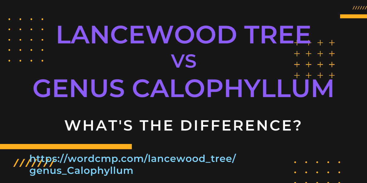 Difference between lancewood tree and genus Calophyllum