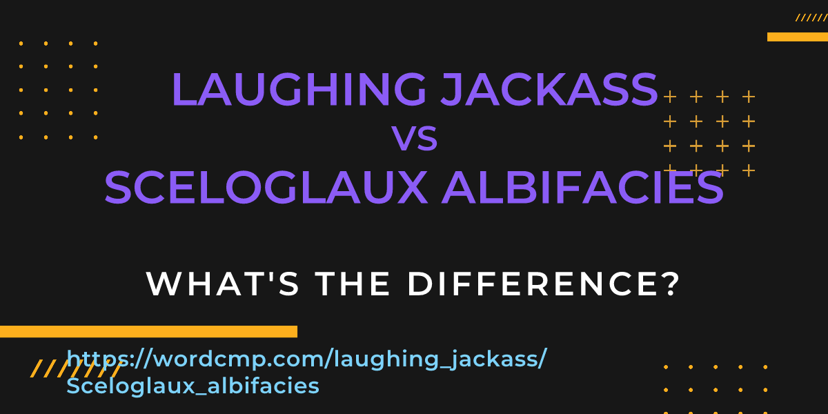 Difference between laughing jackass and Sceloglaux albifacies