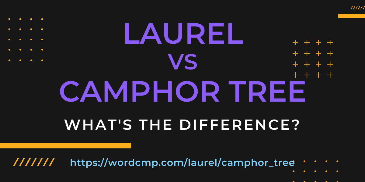 Difference between laurel and camphor tree
