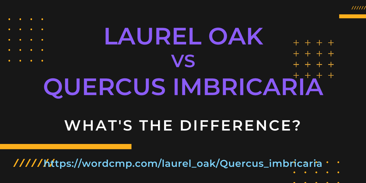 Difference between laurel oak and Quercus imbricaria