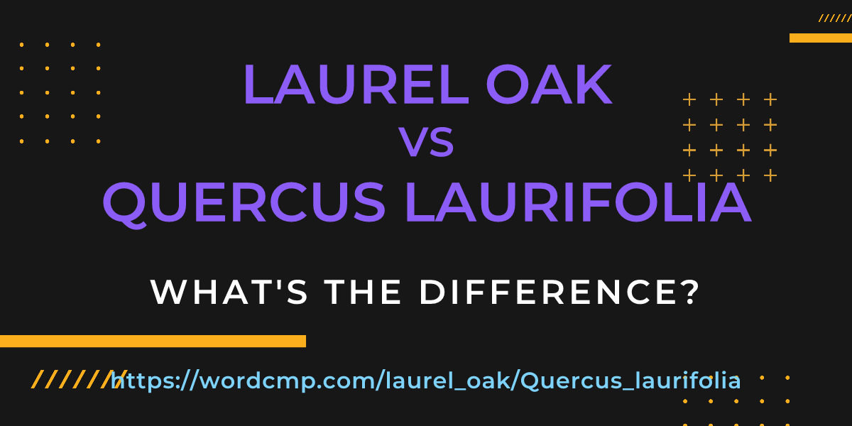 Difference between laurel oak and Quercus laurifolia