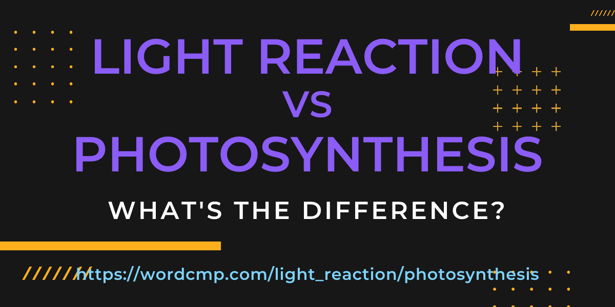 Difference between light reaction and photosynthesis