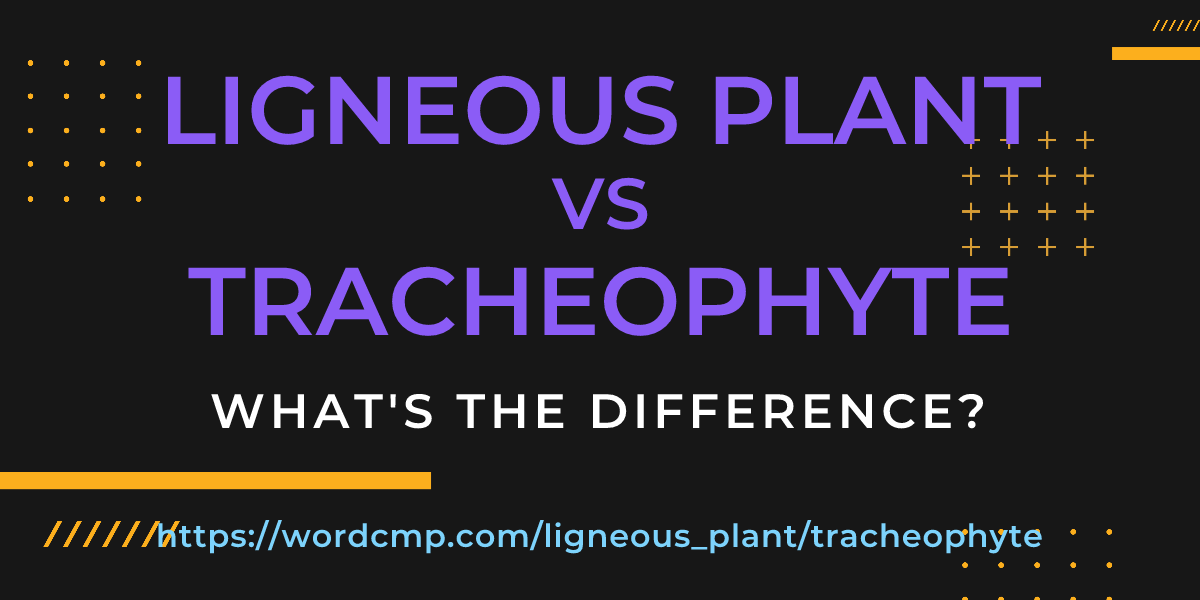 Difference between ligneous plant and tracheophyte