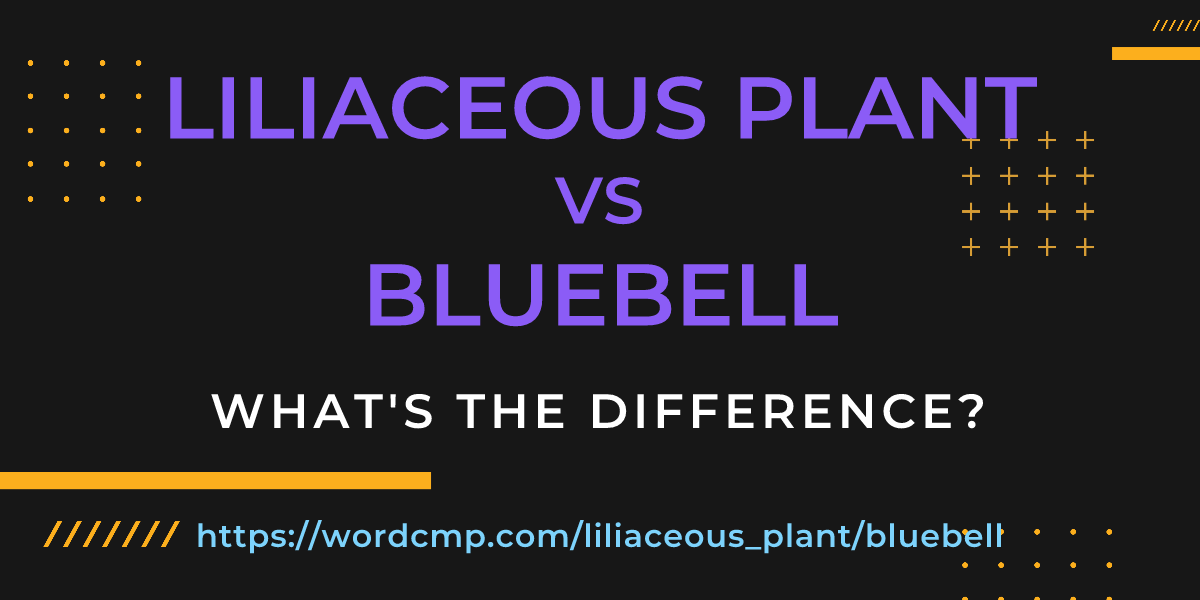 Difference between liliaceous plant and bluebell