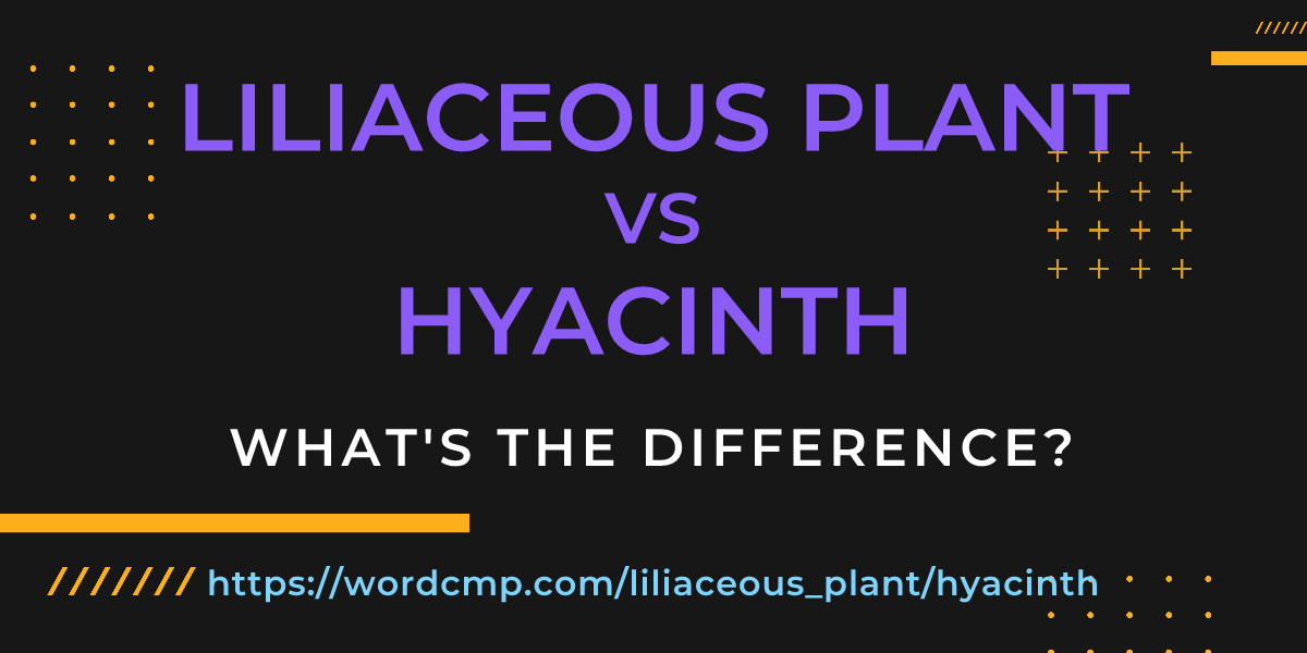 Difference between liliaceous plant and hyacinth