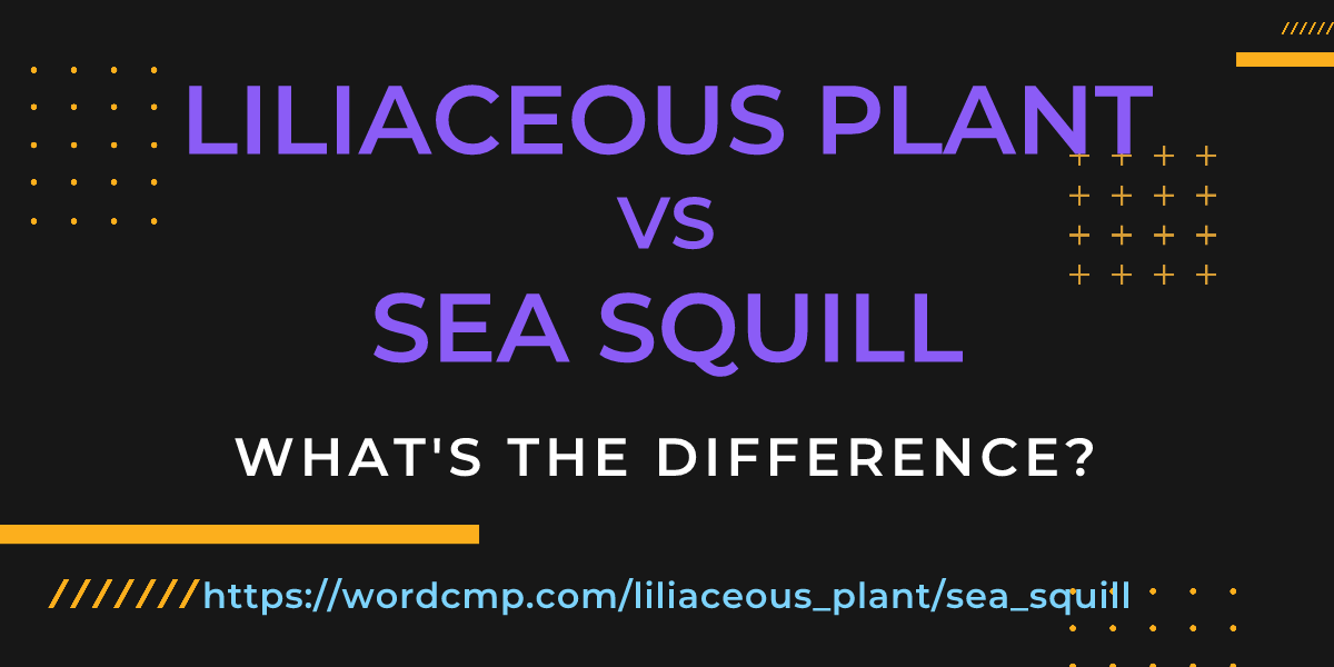 Difference between liliaceous plant and sea squill