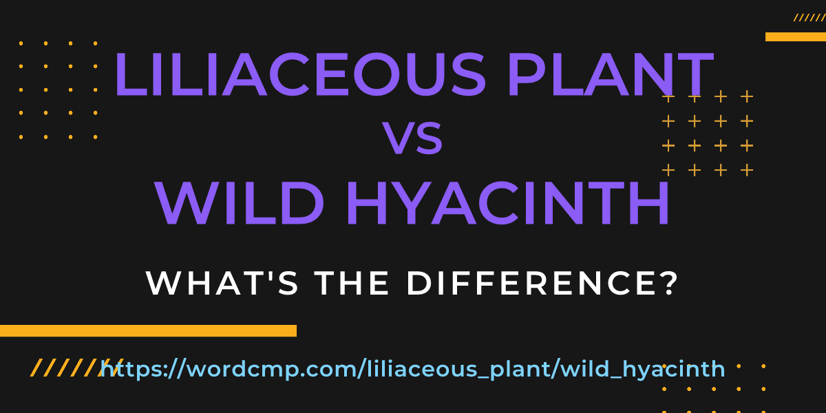 Difference between liliaceous plant and wild hyacinth