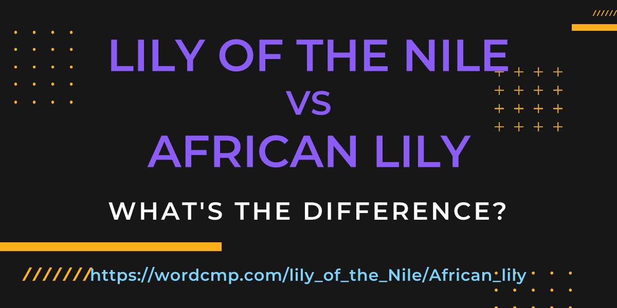 Difference between lily of the Nile and African lily