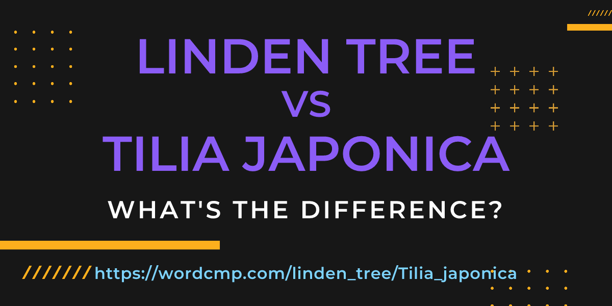 Difference between linden tree and Tilia japonica