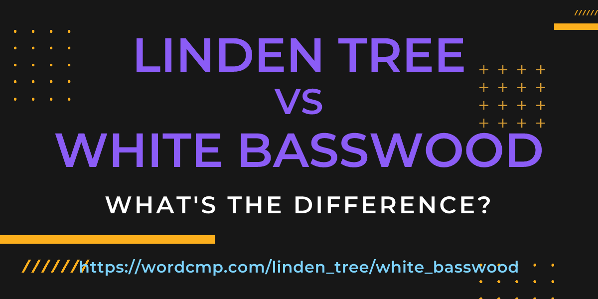 Difference between linden tree and white basswood