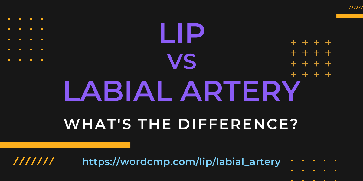 Difference between lip and labial artery