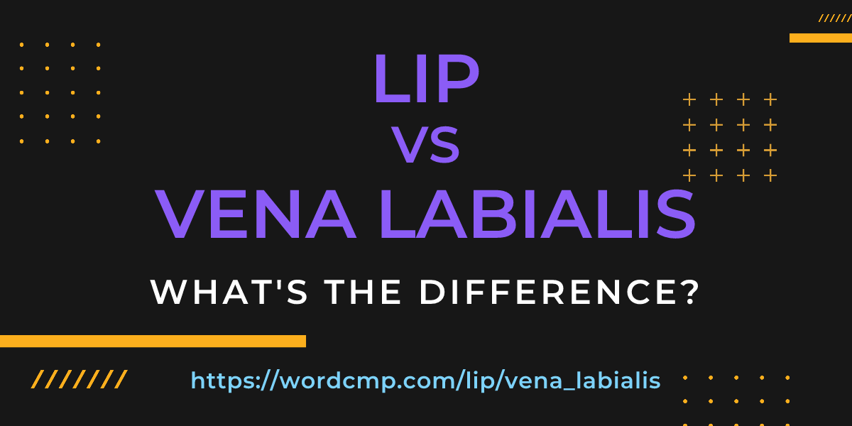 Difference between lip and vena labialis