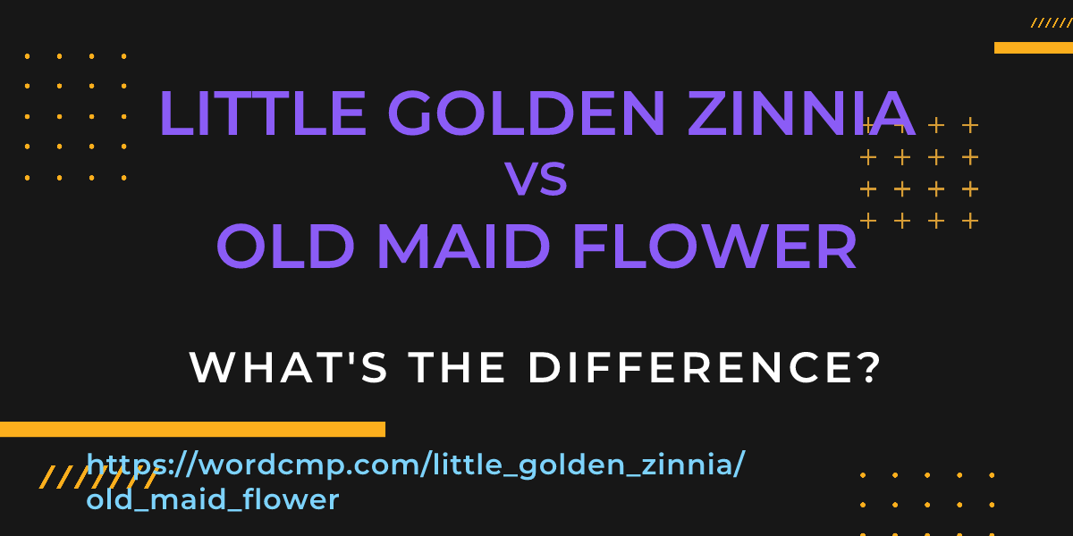 Difference between little golden zinnia and old maid flower
