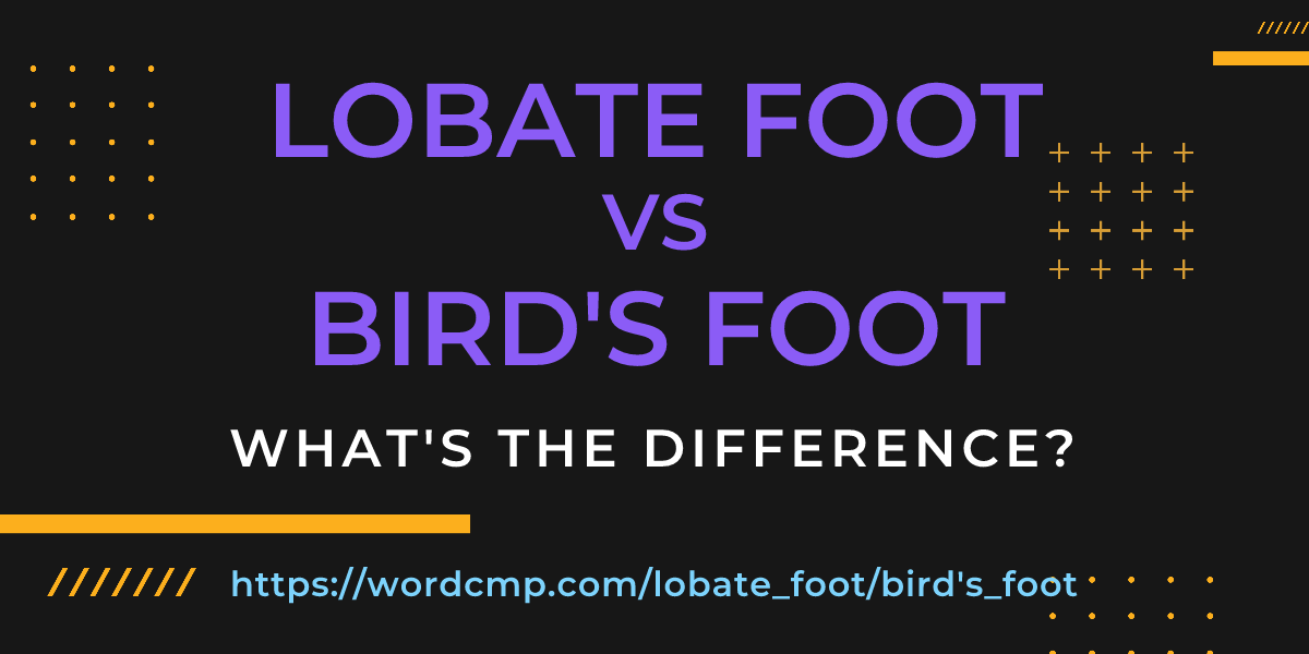 Difference between lobate foot and bird's foot