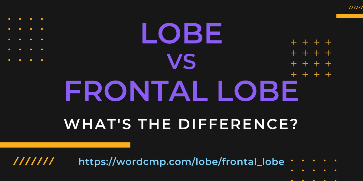 Difference between lobe and frontal lobe