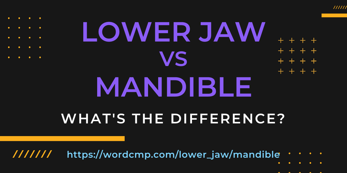 Difference between lower jaw and mandible