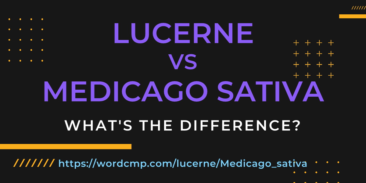 Difference between lucerne and Medicago sativa