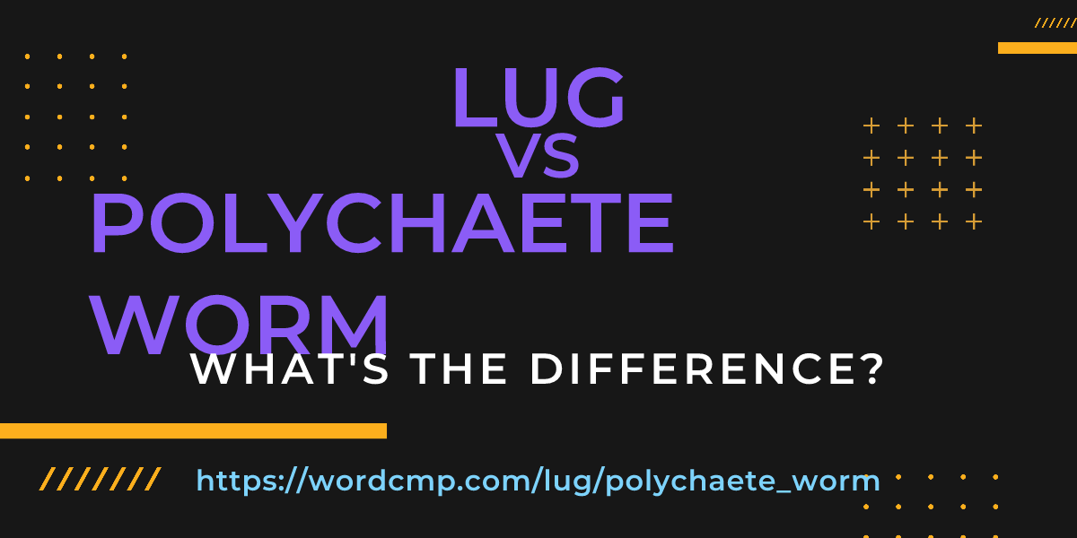 Difference between lug and polychaete worm