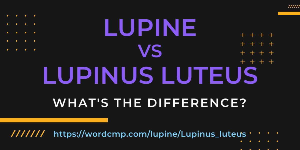 Difference between lupine and Lupinus luteus