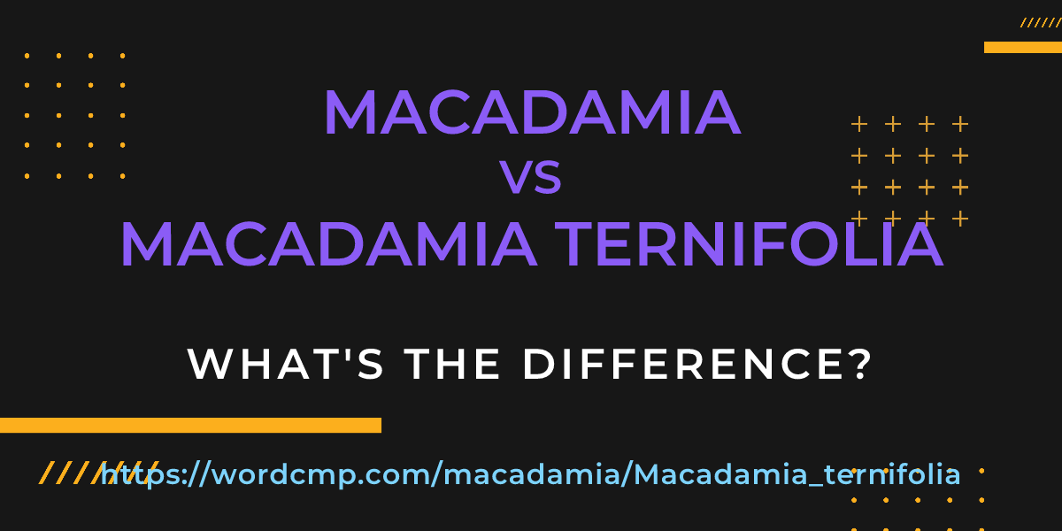 Difference between macadamia and Macadamia ternifolia