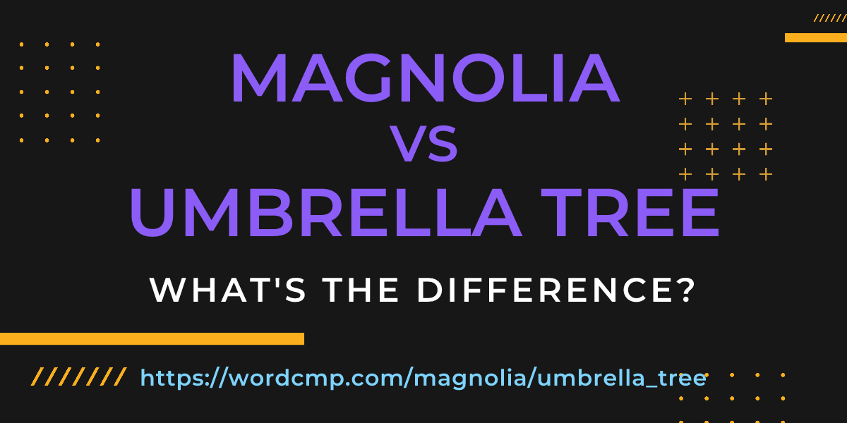 Difference between magnolia and umbrella tree