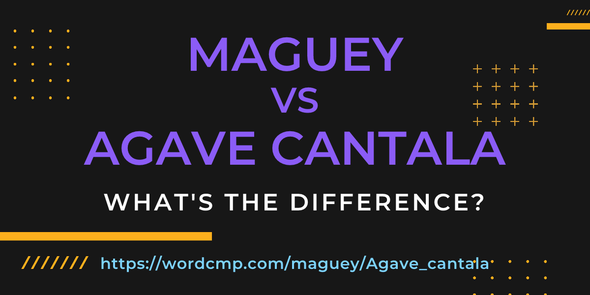 Difference between maguey and Agave cantala