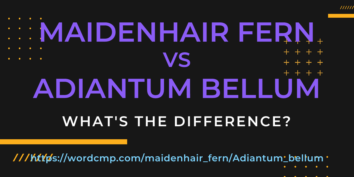 Difference between maidenhair fern and Adiantum bellum