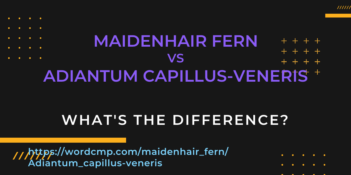 Difference between maidenhair fern and Adiantum capillus-veneris